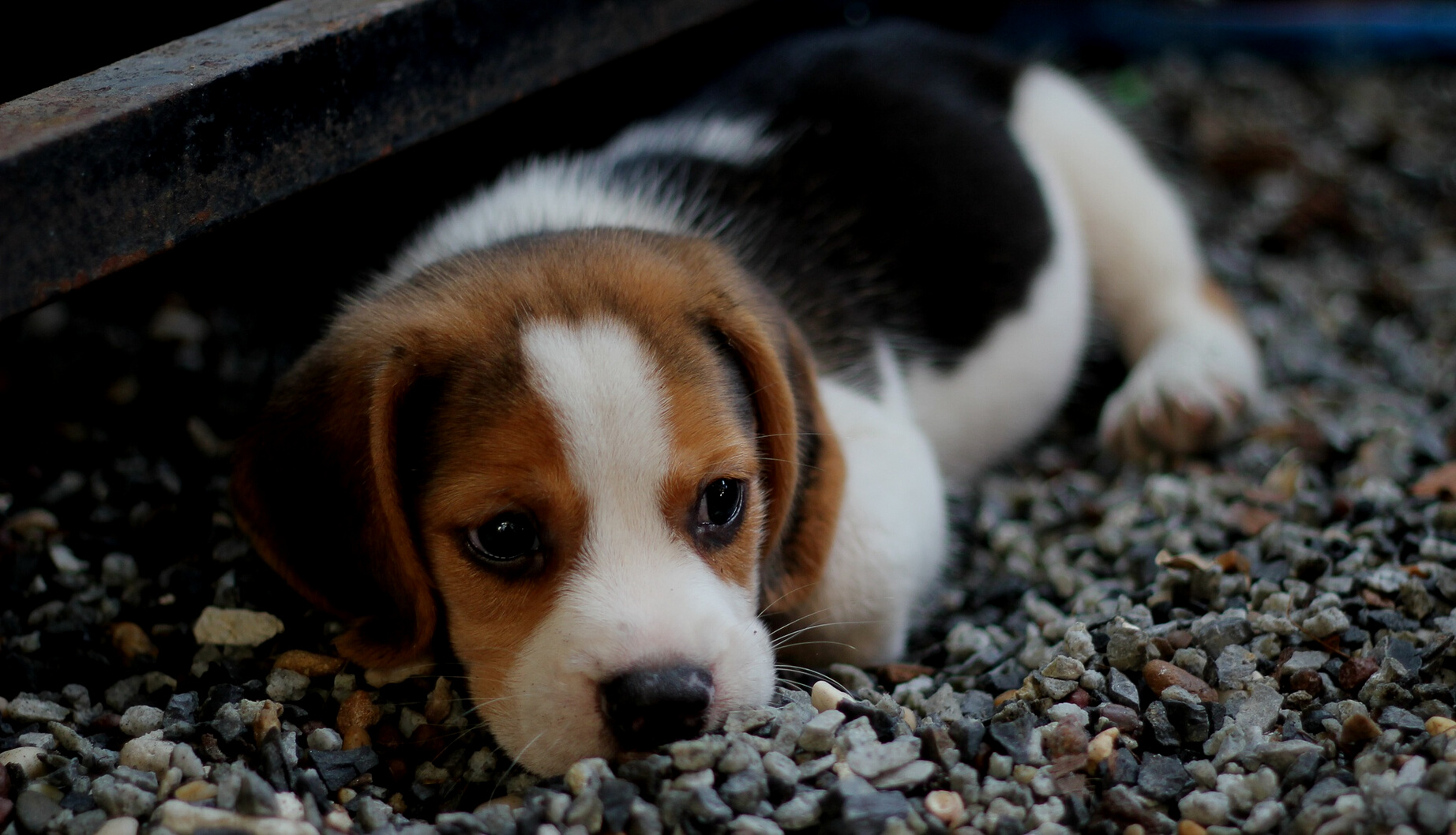 Cute Beagle Puppy